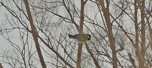 Ryb_11.01.2017-2.jpg