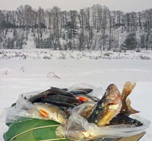 Ryb_13.01.2017-3.jpg