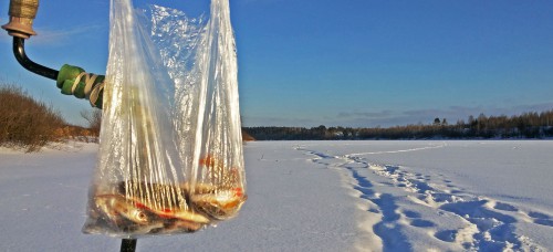 Ryb_25.01.2017-4.jpg