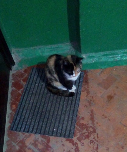 Кошка.jpg
