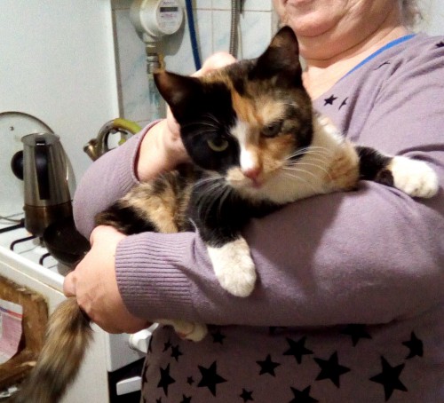 Кошка 1.jpg