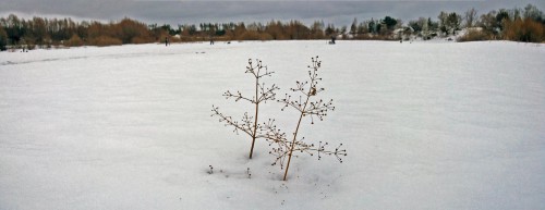 Ryb_25.02.2017-4.jpg