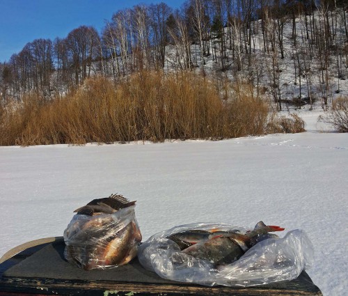 Ryb_28.02.2017-4.jpg