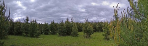 Ryb_06.06.2017-1.jpg