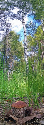 Les_26.06.2017-1.jpg