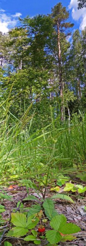 Les_26.06.2017-2.jpg