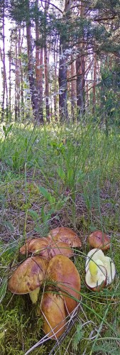 Les_28.06.2017-1.jpg