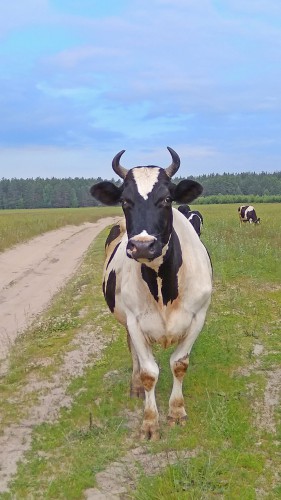 Les_30.06.2017-4.jpg
