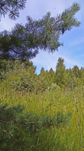 Les_15.07.2017-1.jpg