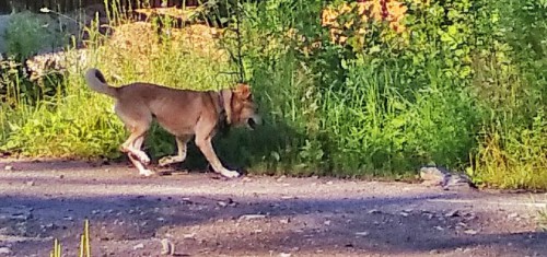 Les_24.07.2017-3.jpg