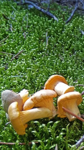Les_26.07.2017-3.jpg