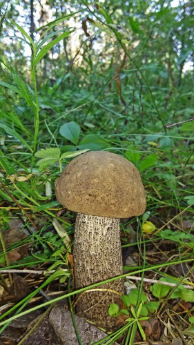 Les_01.08.2017-1.jpg