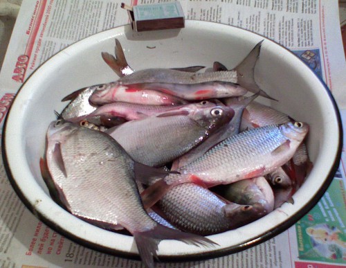 Shimrsk03032011.jpg