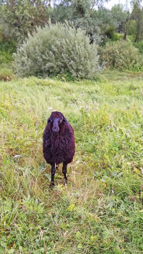 Les_07.08.2017-4.jpg