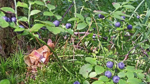 Les_12.08.2017-3.jpg