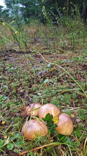 Les_06.09.2017-1.jpg