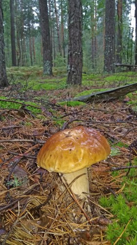 Les_06.09.2017-2.jpg