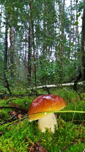 Les_06.09.2017-3.jpg