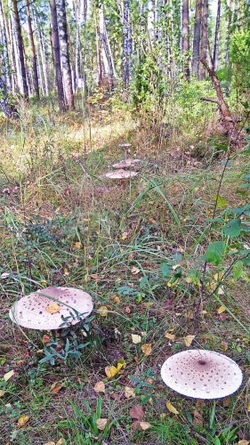 Les_13.09.2017-1.jpg