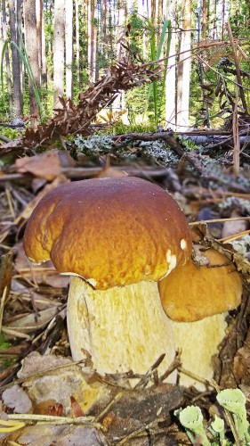 Les_15.09.2017-3.jpg