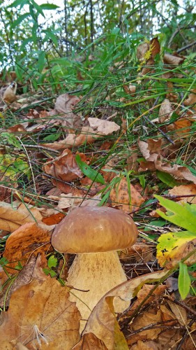 Les_03.10.2017-1.jpg