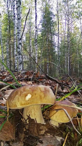Les_04.10.2017-1.jpg