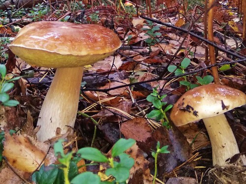 Les_07.10.2017-3.jpg