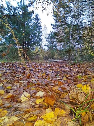 Les_14.10.2017-1.jpg