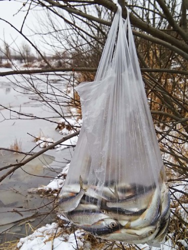 Ryb_25.11.2017-4.jpg