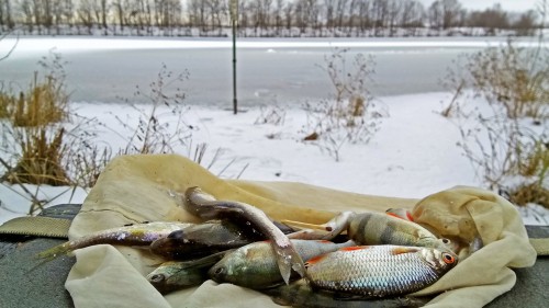 Ryb_05.12.2017-6.jpg