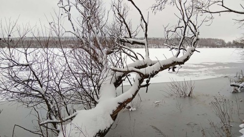 Ryb_21.12.2017-4.jpg
