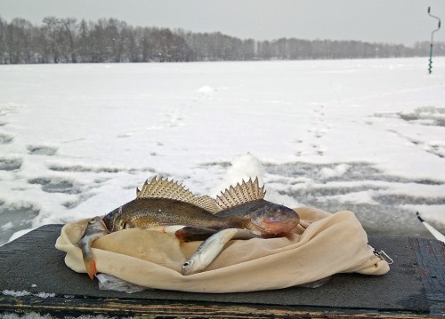Ryb_22.12.2017-5.jpg