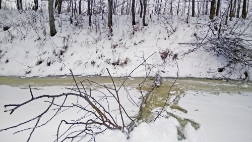 Ryb_25.12.2017-1.jpg