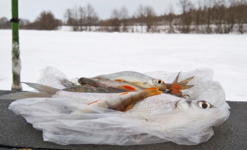 Ryb_25.12.2017-5.jpg