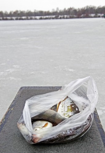 Ryb_02.01.2018-6.jpg
