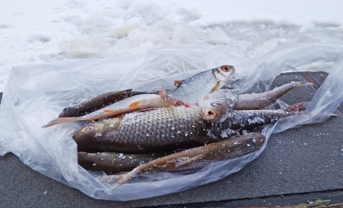 Ryb_17.01.2018-3.jpg