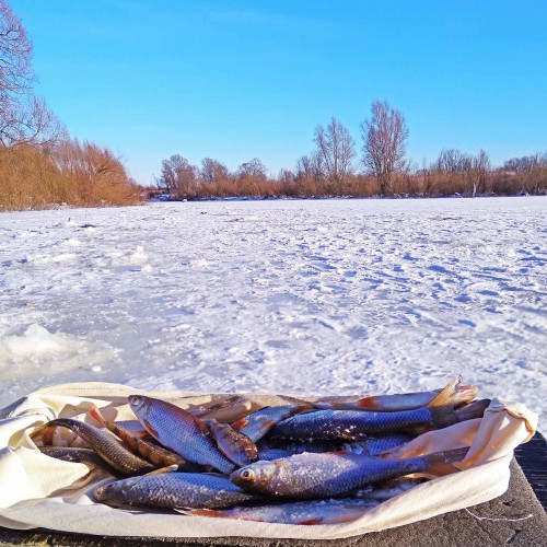 Ryb_19.01.2018-6.jpg