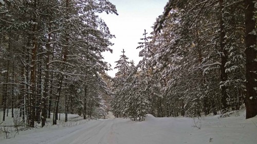 Ryb_25.01.2018-2.jpg