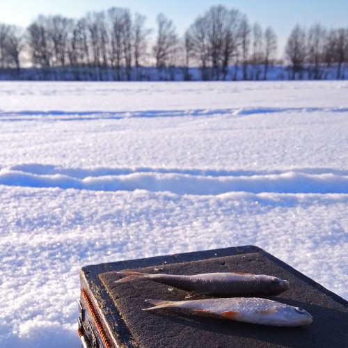 Ryb_25.01.2018-6.jpg