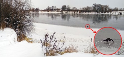 Ryb_27.01.2018-3.jpg
