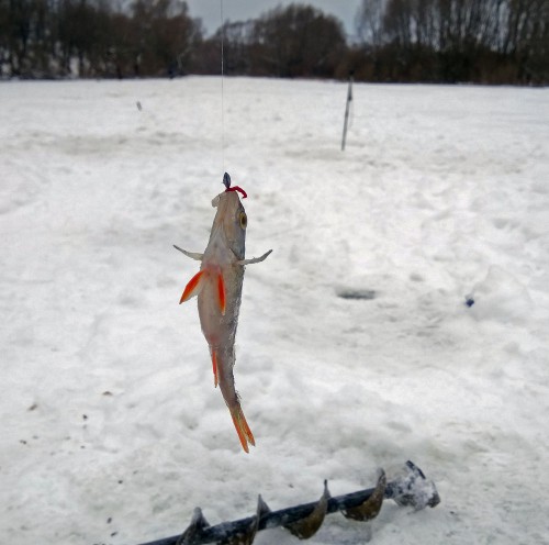 Ryb_27.01.2018-4.jpg