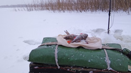 Ryb_30.01.2018-3.jpg