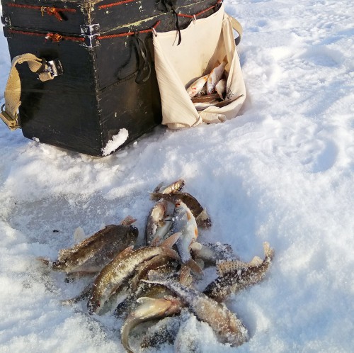 Ryb_11.02.2018-7.jpg