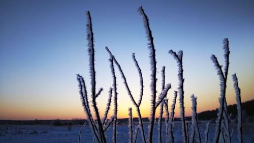 Ryb_14.02.2018-2.jpg