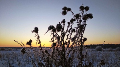 Ryb_14.02.2018-3.jpg
