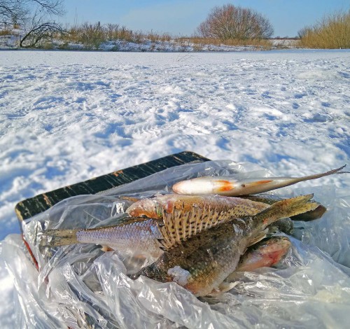 Ryb_15.02.2018-2.jpg