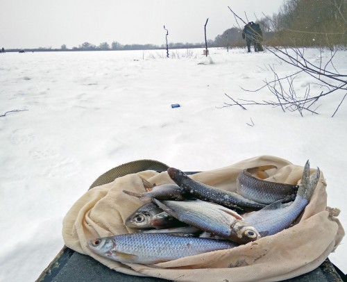 Ryb_16.02.2018-5.jpg