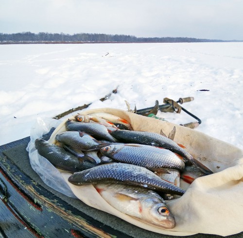 Ryb_20.02.2018-5.jpg