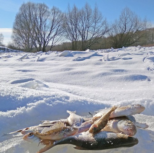 Ryb_24.02.2018-8.jpg