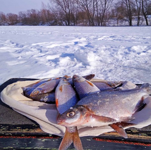 Ryb_26.02.2018-4.jpg